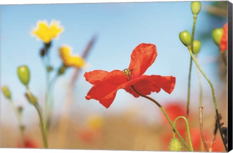 Framed Summer Flowers Print