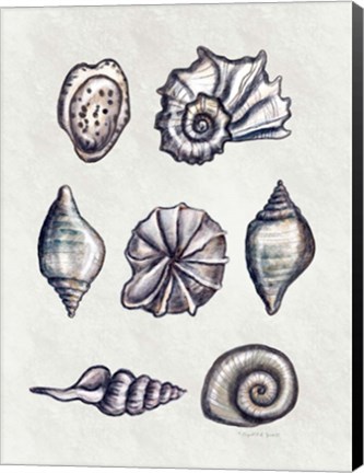 Framed Shells II Print