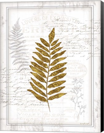 Framed Ferns Print