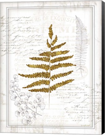 Framed Ferns II Print