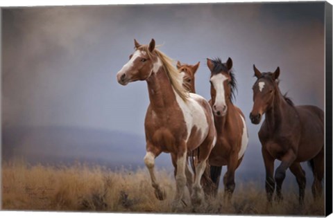 Framed Wild Stallion Print