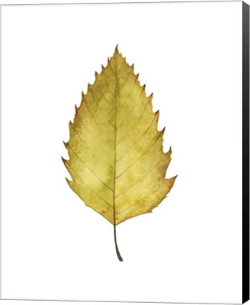 Framed Fall Leaf Study I Print