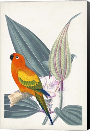 Framed Tropical Bird &amp; Flower IV Print