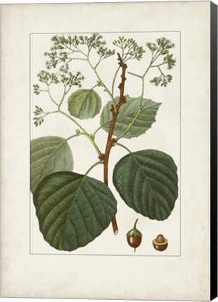 Framed Antique Turpin Botanical IV Print