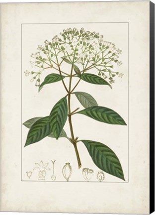 Framed Antique Turpin Botanical VIII Print