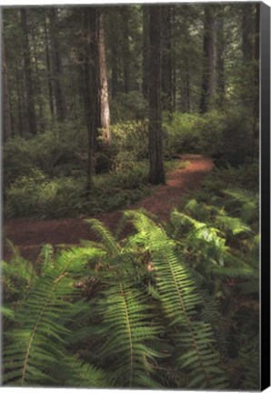 Framed Fern Lined Path Print