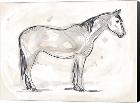 Framed Vintage Equine Sketch II Print