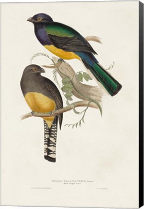 Framed Elegant Trogons III Print