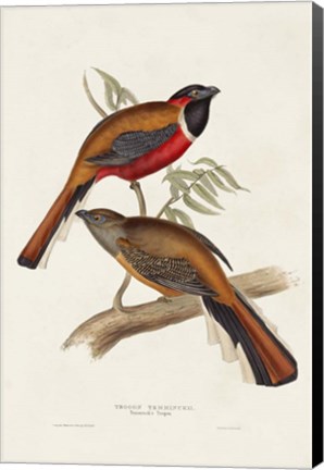 Framed Elegant Trogons IV Print