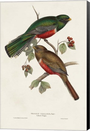 Framed Elegant Trogons VI Print