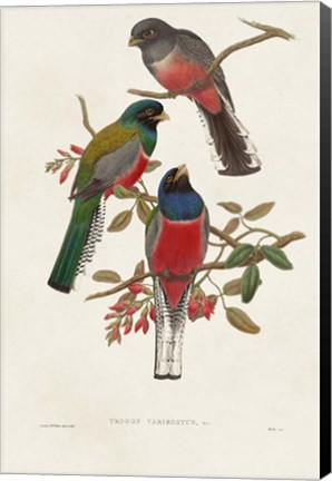 Framed Elegant Trogons IX Print