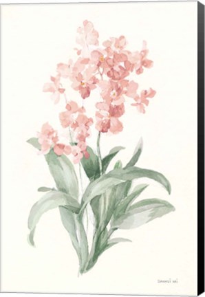 Framed Spring Orchid I Print