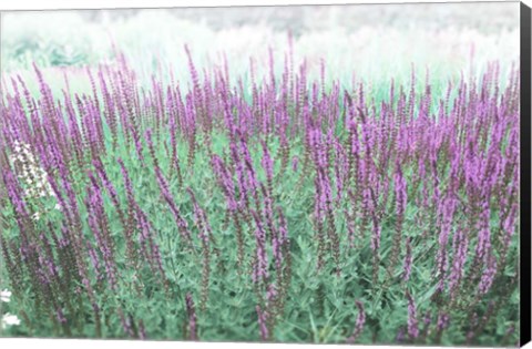 Framed Lavender Garden Print