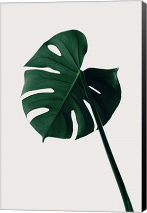 Framed Monstera Natural 7 Print