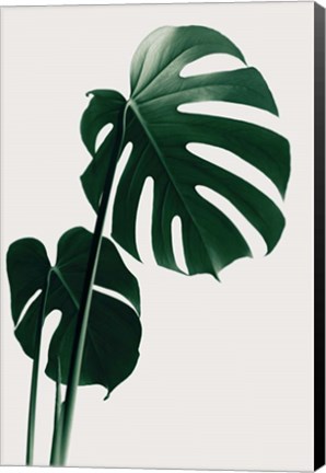 Framed Monstera Natural 16 Print