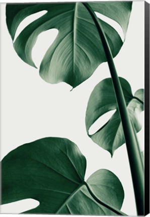 Framed Monstera Natural 37 Print