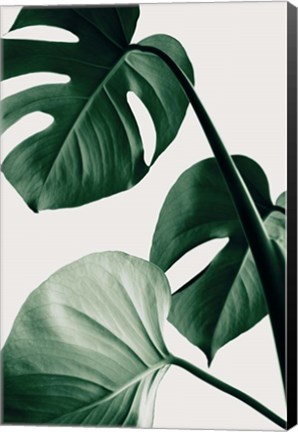 Framed Monstera Natural 42 Print