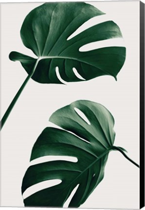 Framed Monstera Natural 46 Print