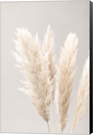 Framed Pampas Grass Grey 2 Print