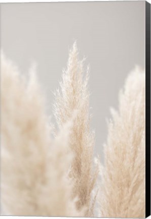 Framed Pampas Grass Grey 4 Print