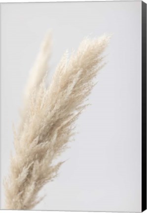 Framed Pampas Grass Grey 7 Print