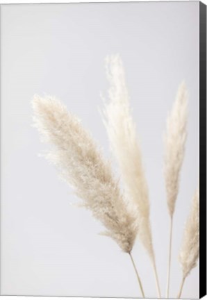 Framed Pampas Grass Grey 8 Print