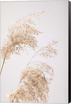 Framed Reed Grass Grey 6 Print