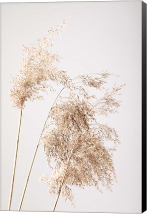 Framed Reed Grass Grey 7 Print