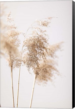 Framed Reed Grass Grey 9 Print