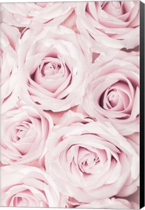 Framed Pink Roses No 2 Print