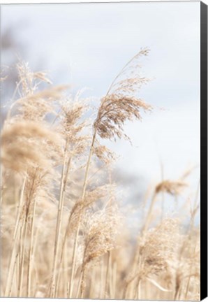 Framed Grass Reed and sky 3 Print