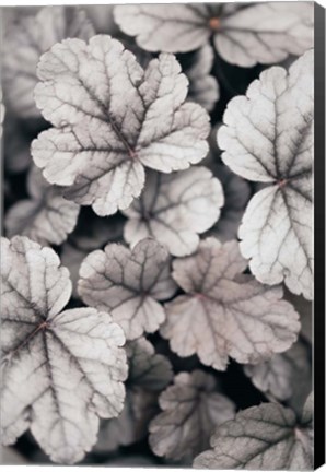 Framed Gray-pink Leaves Print