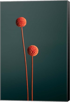 Framed Orange Seed Capsules Print