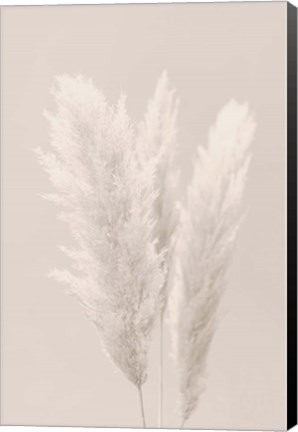 Framed Pampas Grass 2 Print