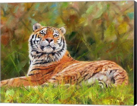 Framed Tiger Study 12 Print