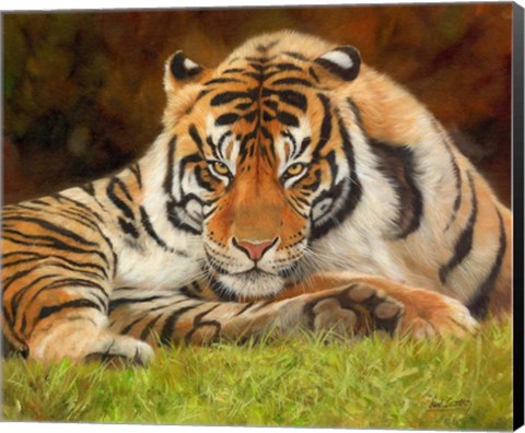 Framed Tiger Stare Print