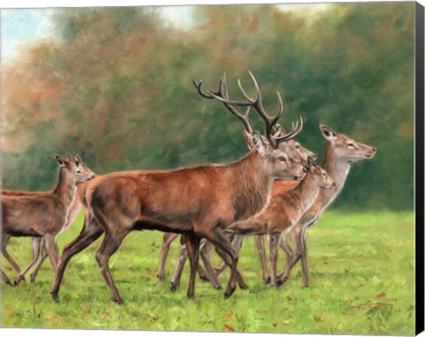 Framed Red Deer Print