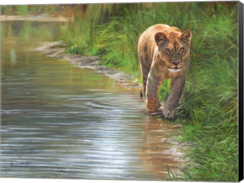 Framed Water&#39;s Edge Lioness Print