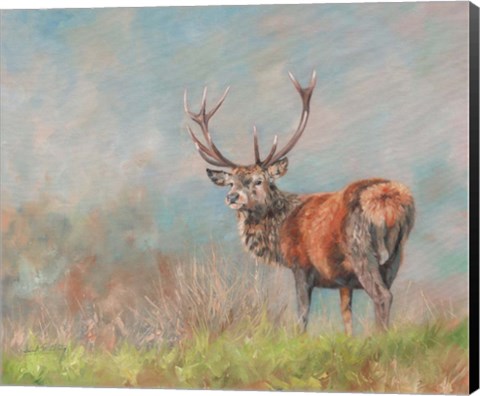 Framed Red Deer Stag From Behind Print