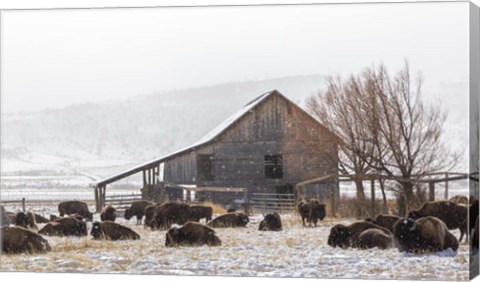 Framed Colorado Barn Print