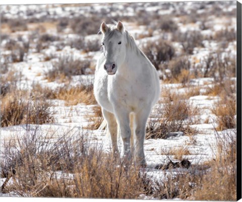 Framed Horse in the Snow Print