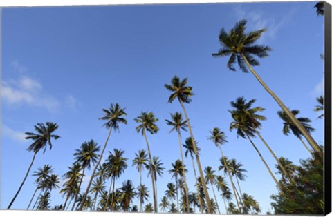 Framed Low Angle View Of a Group Of Palm Trees in Kauai, Hawaii Print