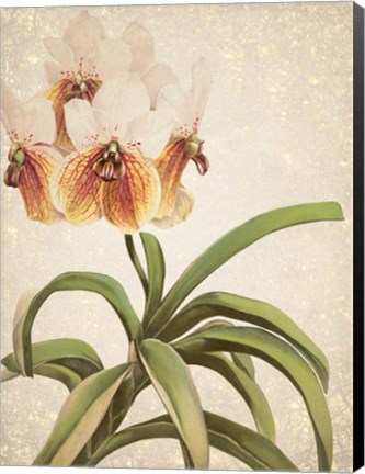 Framed Orchids 3 Print