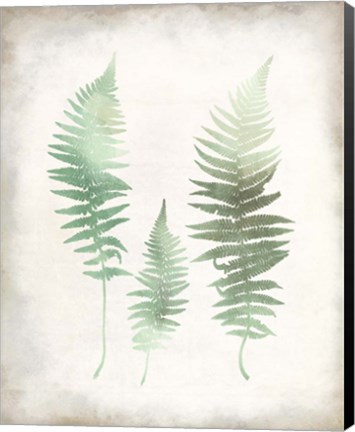 Framed Watercolor Fern 1 Vintage Print