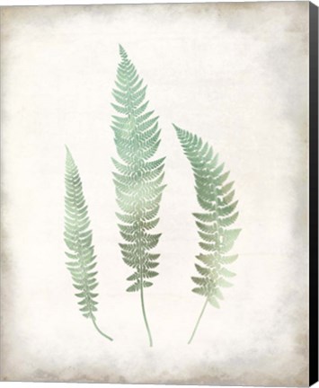 Framed Watercolor Fern 3 Vintage Print