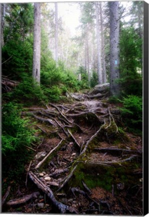 Framed Forest Gates Print