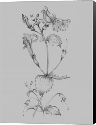 Framed Grey Flower Sketch I Print