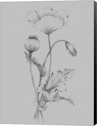 Framed Grey Flower Sketch III Print