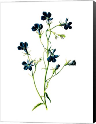 Framed Blue Lobelia Flower Print