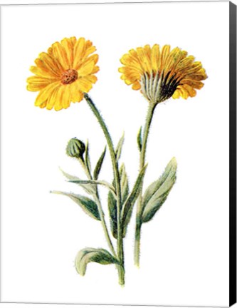 Framed Common Marigold Flower Print